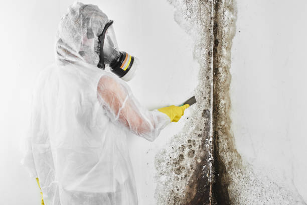 Best Post-Flood Mold Remediation in Tonopah, NV