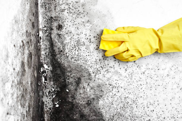 Best Emergency Mold Remediation in Tonopah, NV