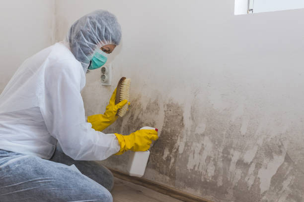 Best Mold Testing and Inspection Services in Tonopah, NV