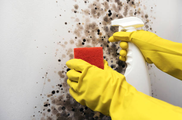 Best Industrial Mold Remediation in Tonopah, NV